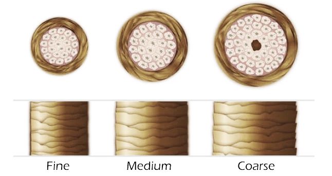 Comparison of Hair Types: Fine, Medium, and Coarse