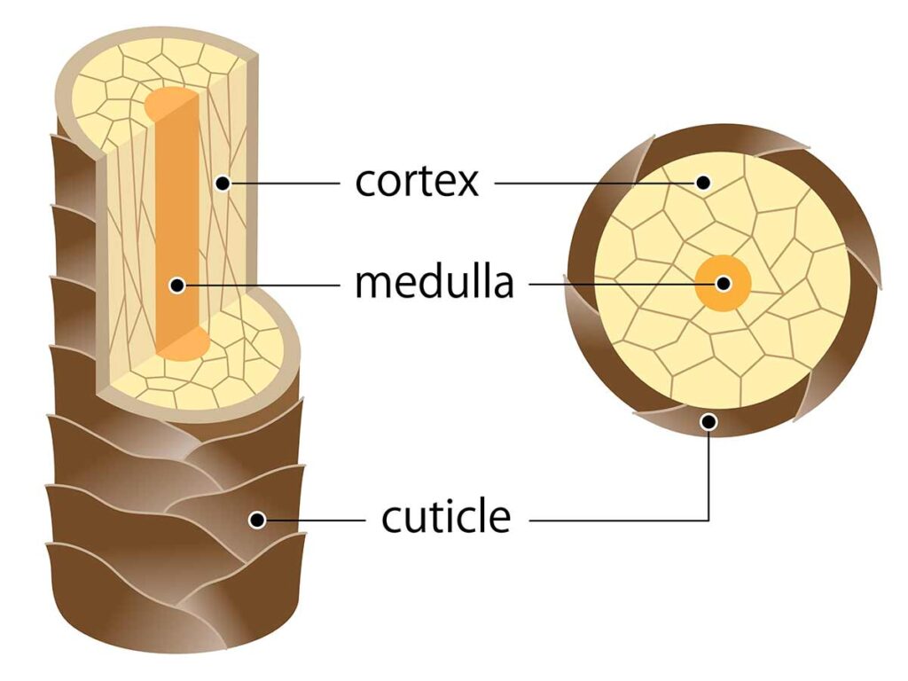 Diagram of a hair strand showing the outer clear cuticle layer and the inner pigmented cortex layer.