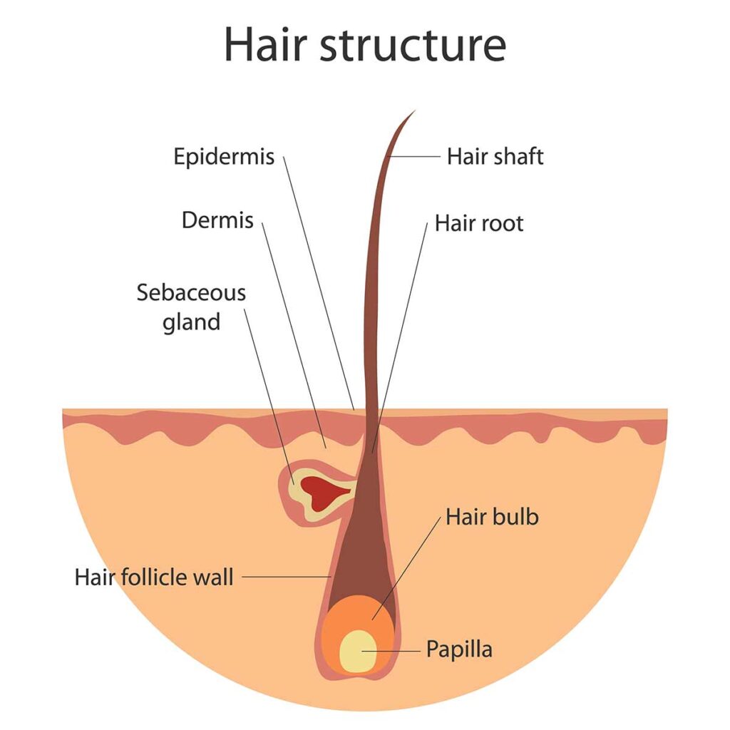 A medical diagram of the hair structure illustrating the epidermis, dermis, and hair root, showing how the hair bulb remains in the scalp when hair is cut, unlike naturally shed hair.